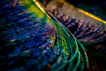 Beautiful and colourful bright peacock bird feather abstract texture pattern background, Beautiful glowing bright bokeh lights, colors image.