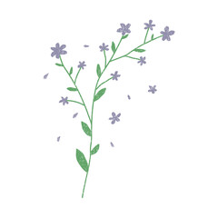 Hand drawn dried flower. Vector element isolated on white background