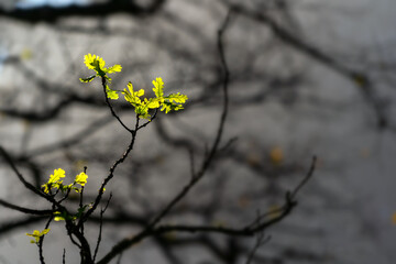 young individual budding leaves newly grown on twisted branches against a soft mottled background of branches
