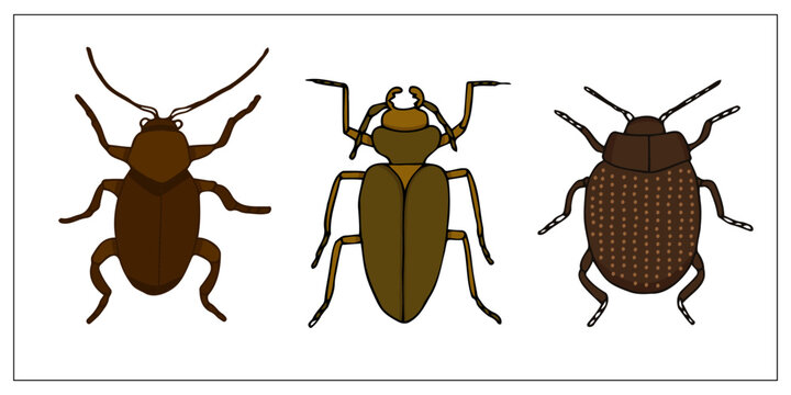 Beetles and bugs. Set of hand-drawn doodle illustration of insects. Scary and realistic bugs. Helloween decoration.