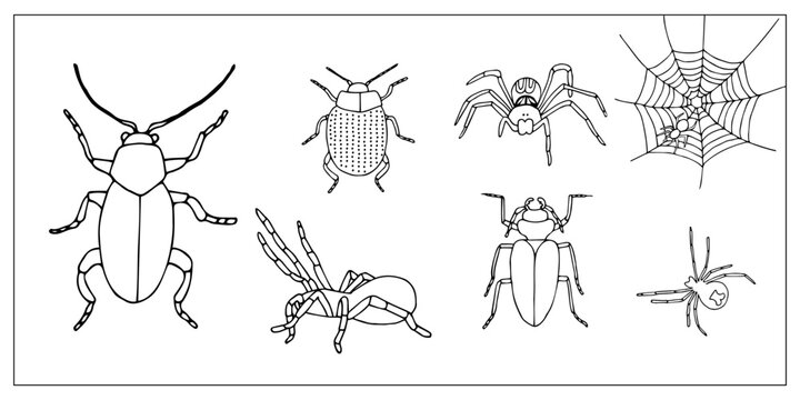 Beetles  and spiders. Set of hand-drawn doodle illustration of insects. Scary and realistic colored bugs and spiders. Halloween decoration.