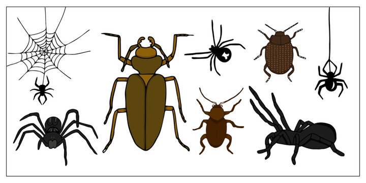Beetles  and spiders. Set of hand-drawn doodle illustration of insects. Scary and realistic colored bugs and spiders. Halloween decoration.