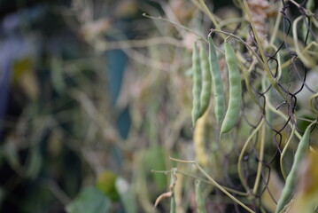ripe bean pods, ripening on the plant, brown bean pods, green, food