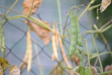 ripe bean pods, ripening on the plant, brown bean pods, green, food