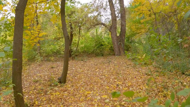 Autumn atmosphere in botanical garden, yellow leaves on the ground and environment