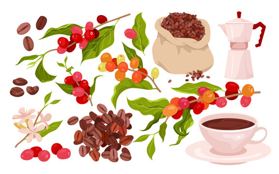 Coffee set vector illustration. Cartoon isolated red berry fruit hanging on branches of plant with green leaves and flowers on twig, bag with organic seeds, coffee maker and cup with caffeine drink