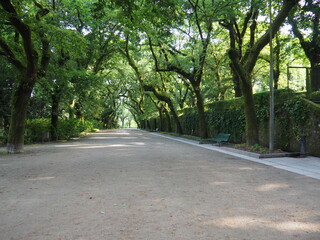 Obraz premium paseo del robledal en el parque de la alameda de santiago de compostela datado en el siglo diecinueve, lugar de encuentros, deportes y cultura, la coruña, galicia, españa, europa