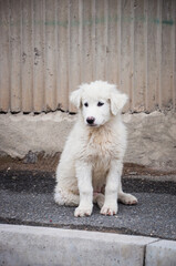 Street cute dog. Portrait of a white homeless puppy.