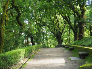 paseo del robledal en el parque de la alameda de santiago de compostela datado en el siglo diecinueve, lugar de encuentros, deportes y cultura, la coruña, galicia, españa, europa