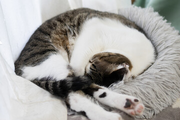 Obraz premium 眠る猫 キジトラ白