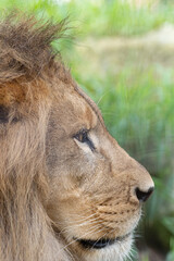 見つめるライオン