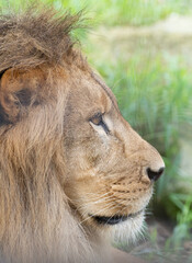 見つめるライオン