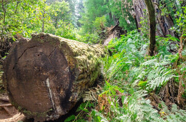 A massive redwood sequoia tree has been felled in Muir Woods in Marin County, California, USA showing its large cross section.