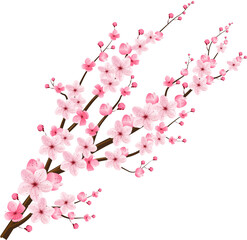 cherry blossom sakura © momo design