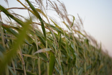Fototapeta premium ripe corn field, corn cobs, corn field, ripe corn cobs on green background, green corn leaves against the blue sky