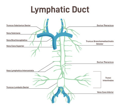 Lymphatic system. Structure of a human lymph node. Fluid exchange,