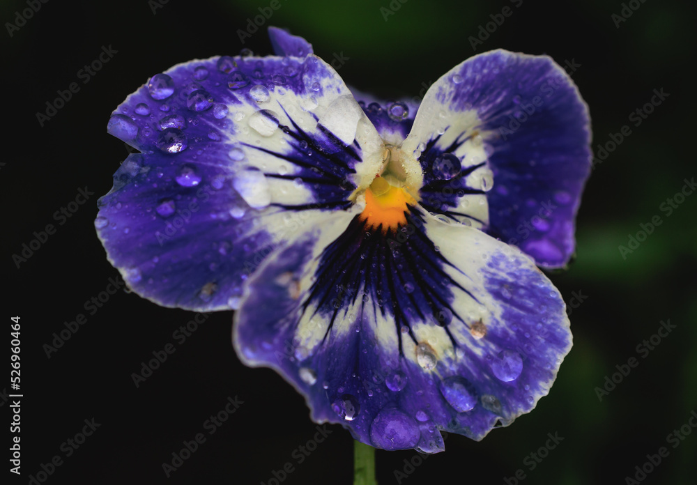 Wall mural close up on a wet pansy violet flower