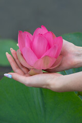 Girls hands holding lotus