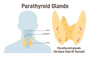 Parathyroid gland. PTH producing. Primary lymphoid organ of the human