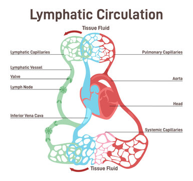 Lymphatic circulation. Lymphatic duct with lymph transportation