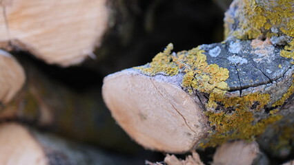 Close-up detail of split trunk with moss nature 
