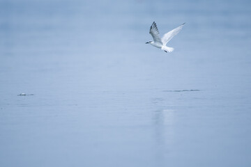 Tern bird flying over the sea