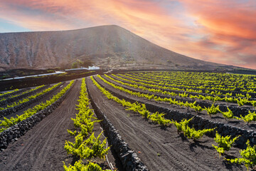 Landscape of volcanic vineyards of La Geria, Lanzarote, Canary Islands, Spain