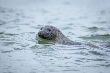 Phoca vitulina stejnegeri Kamchatka seal