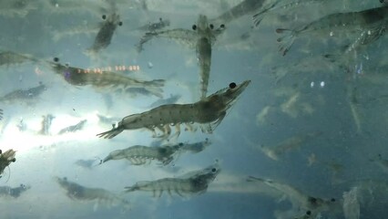shrimps. king prawn in the aquarium. seafood. Korean delicacies. - Powered by Adobe