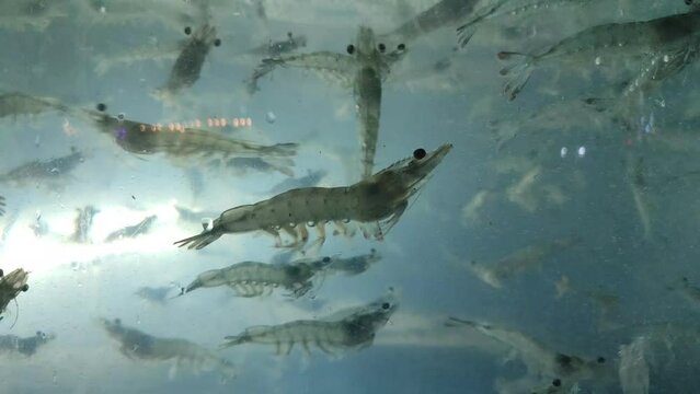 shrimps. king prawn in the aquarium. seafood. Korean delicacies.