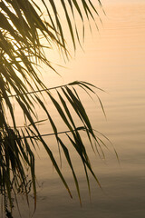 Silhouettes of reeds on the background of the water surface. Sunrise.