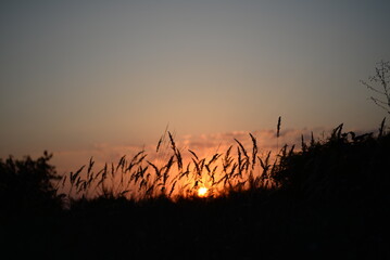 beautiful red sunset on the background of spikelets, sunset on the background of the meadow, evening sunset, calm natural photo