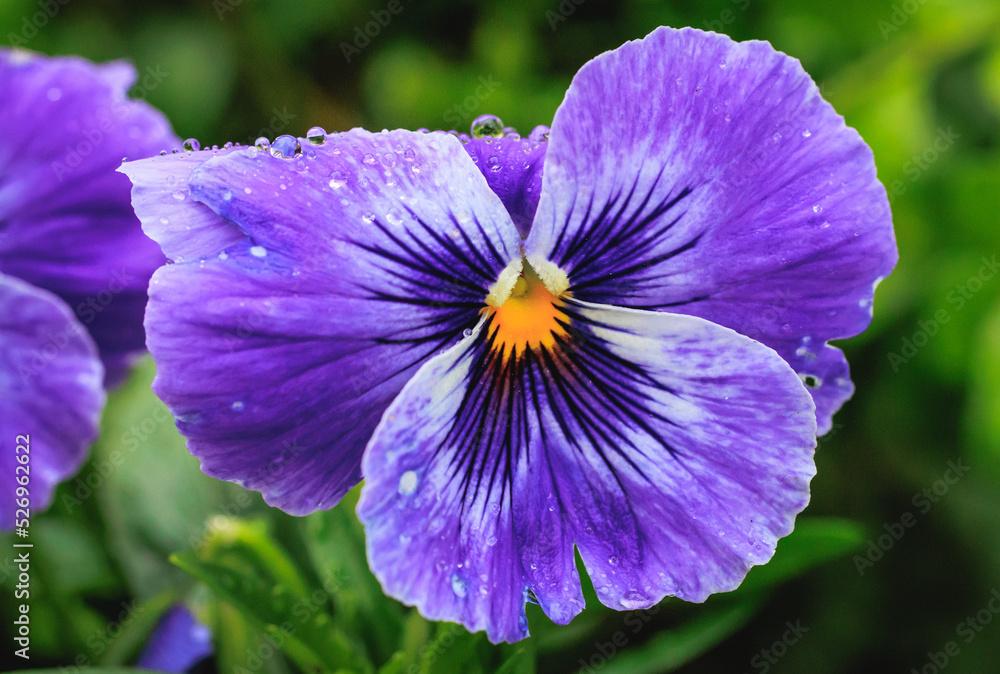 Wall mural details of pansy flower in the garden