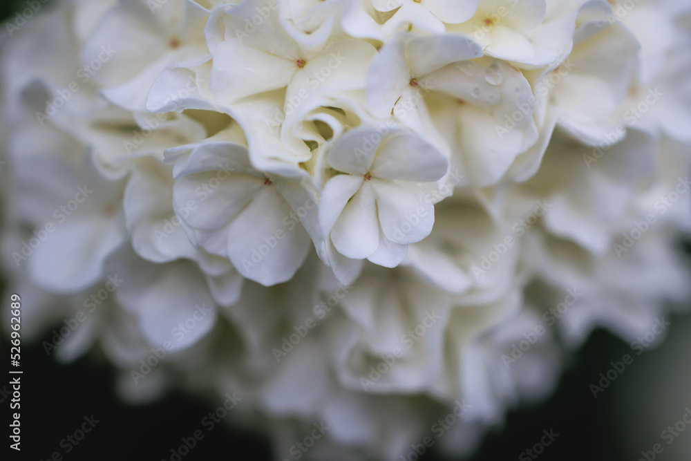 Poster details of flower ball of viburnum plant in garden