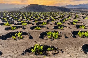 Photo sur Plexiglas les îles Canaries Landscape of volcanic vineyards of La Geria, Lanzarote, Canary Islands, Spain