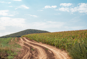 Rural dirt gravel road going into distant around meadows and cornfields. Hills and uplands, agriculture