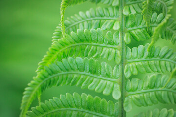 Macro photo of fern in the garden