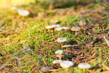 Forest meadow with mushrooms at early autumn.
