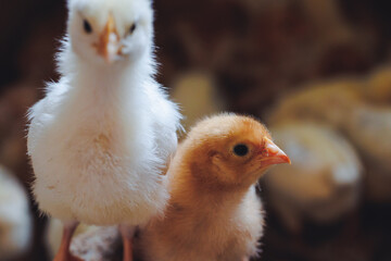 White and brown chicks on a farm in Poland
