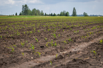 Fototapeta na wymiar Maize field in Masovian Province of Poland
