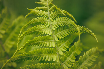 Green fern in the garden, close up