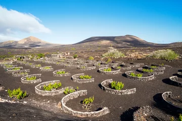 Papier Peint photo autocollant les îles Canaries Landscape of volcanic vineyards of La Geria, Lanzarote, Canary Islands, Spain