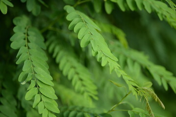 gently green background, acacia leaves, beautiful leaves close-up, natural photos, perfectly even symmetrical leaves, background, banner, lifestyle