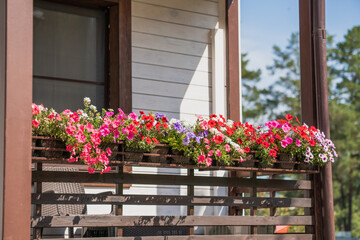 Fototapeta na wymiar flowers on the balcony. Cozy summer balcony garden