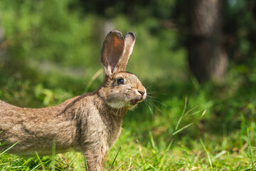 cute hare in the summer meadow