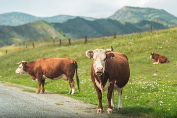 Fototapeta na wymiar cows graze in a meadow in the mountains