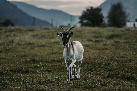 gloomy, creepy portrait of a goat