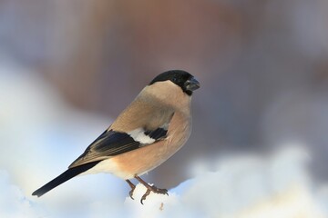 Fototapeta premium Eurasian bullfinch sits on the snow. Female bullfinch in the nature habitat. Pyrrhula pyrrhula . Winter wildlife scene from nature