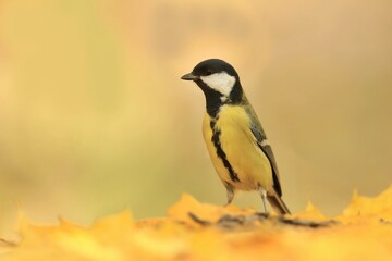 Beautiful portrait of a cute great tit in autumn. Titmouse with yellow background. Parus major