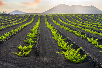 Landscape of volcanic vineyards of La Geria, Lanzarote, Canary Islands, Spain - obrazy, fototapety, plakaty